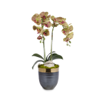 Double Orchids in Bronze Container with Gold Rim VivoPetal