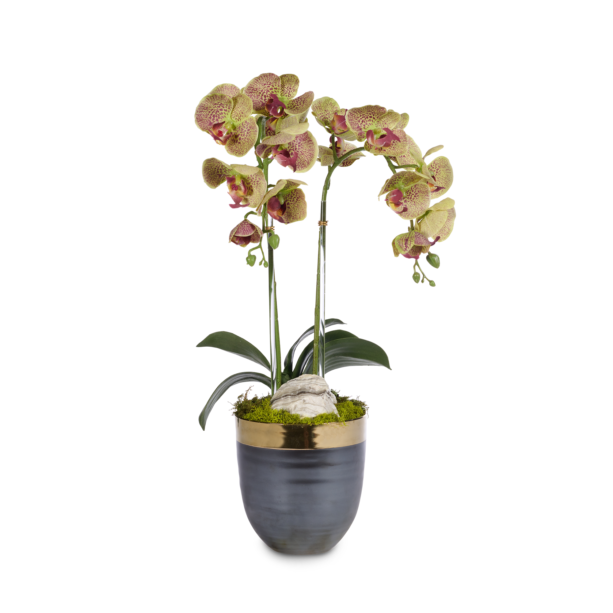 Double Orchids in Bronze Container with Gold Rim VivoPetal