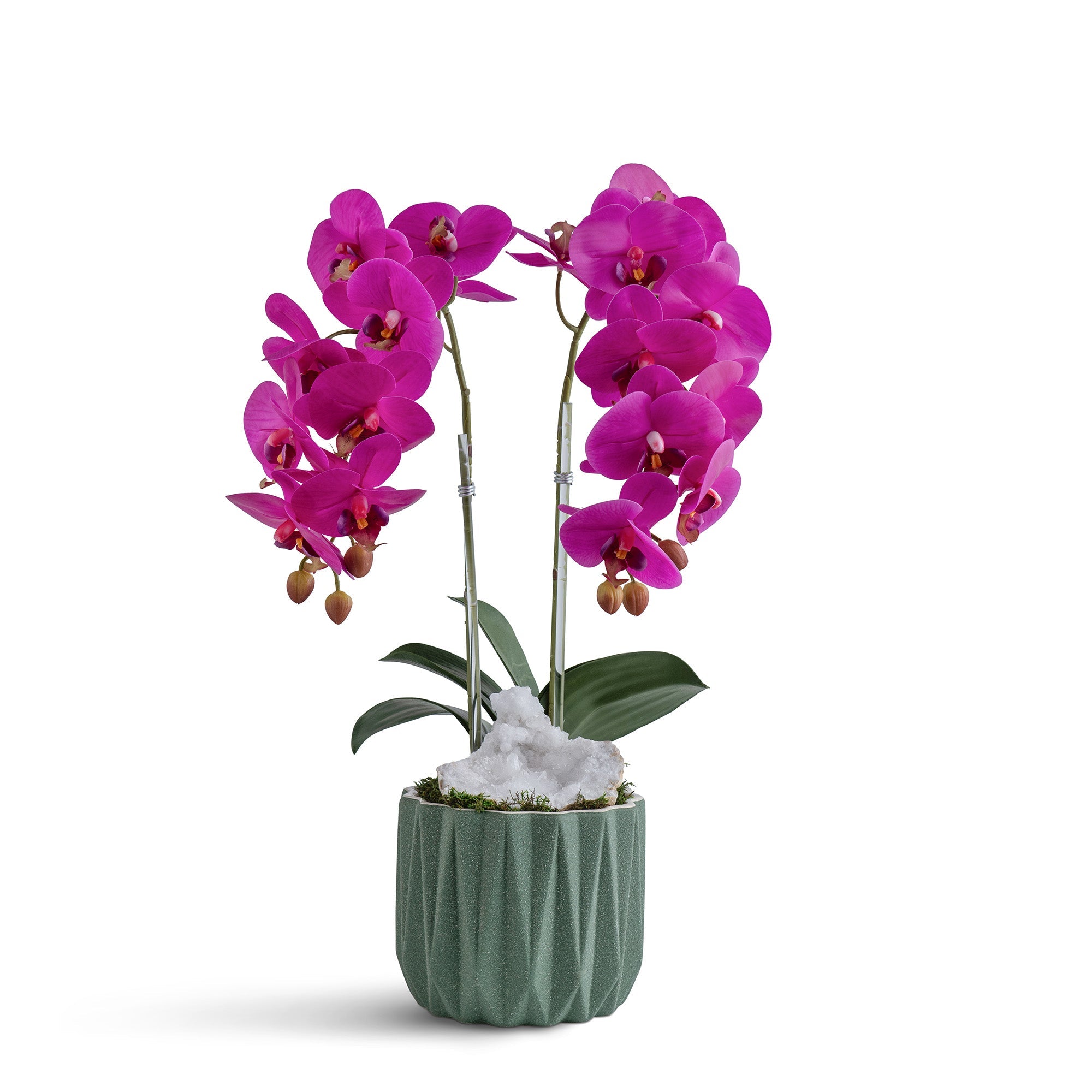 Double Orchid in Geometric Container VivoPetal