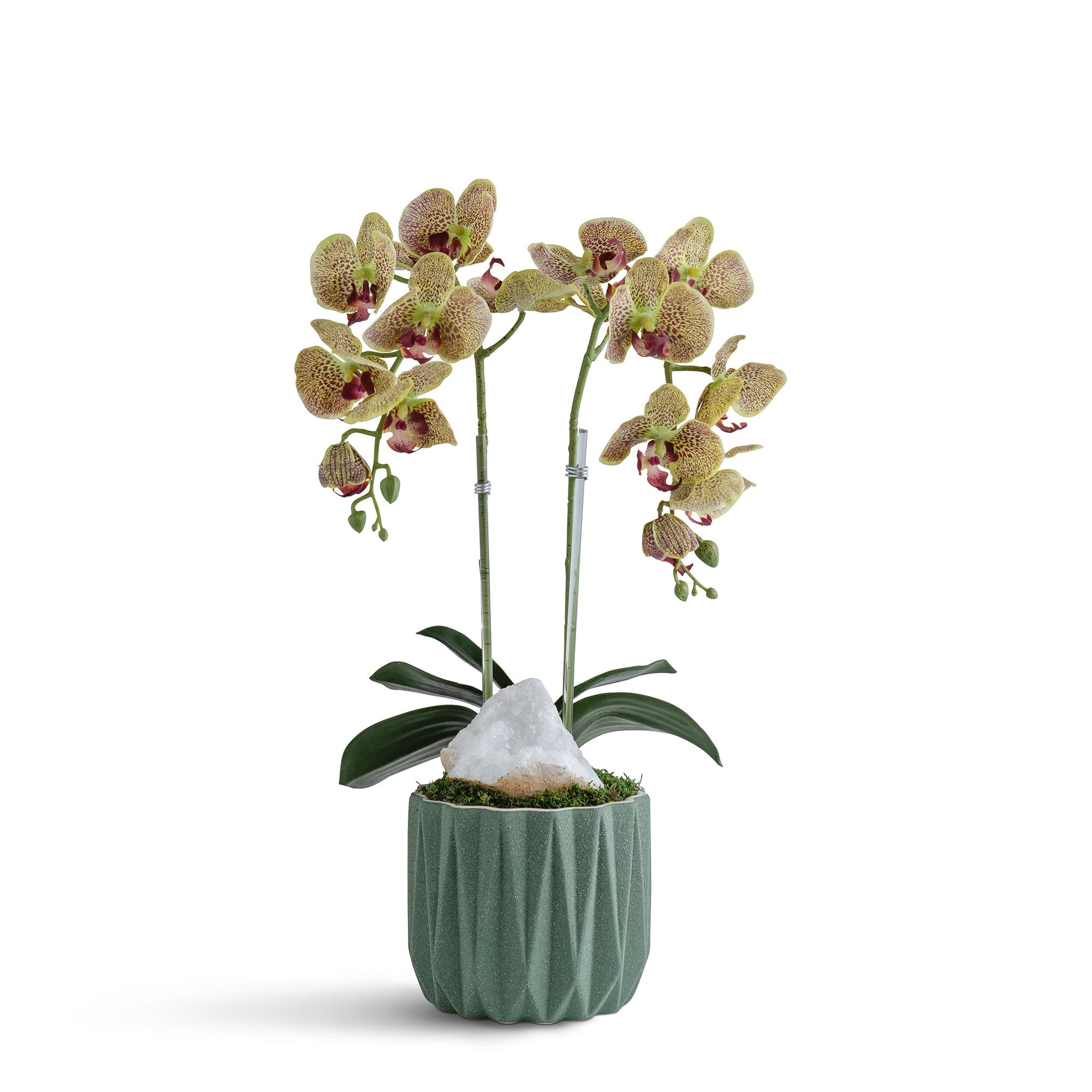 Double Orchid in Geometric Container VivoPetal