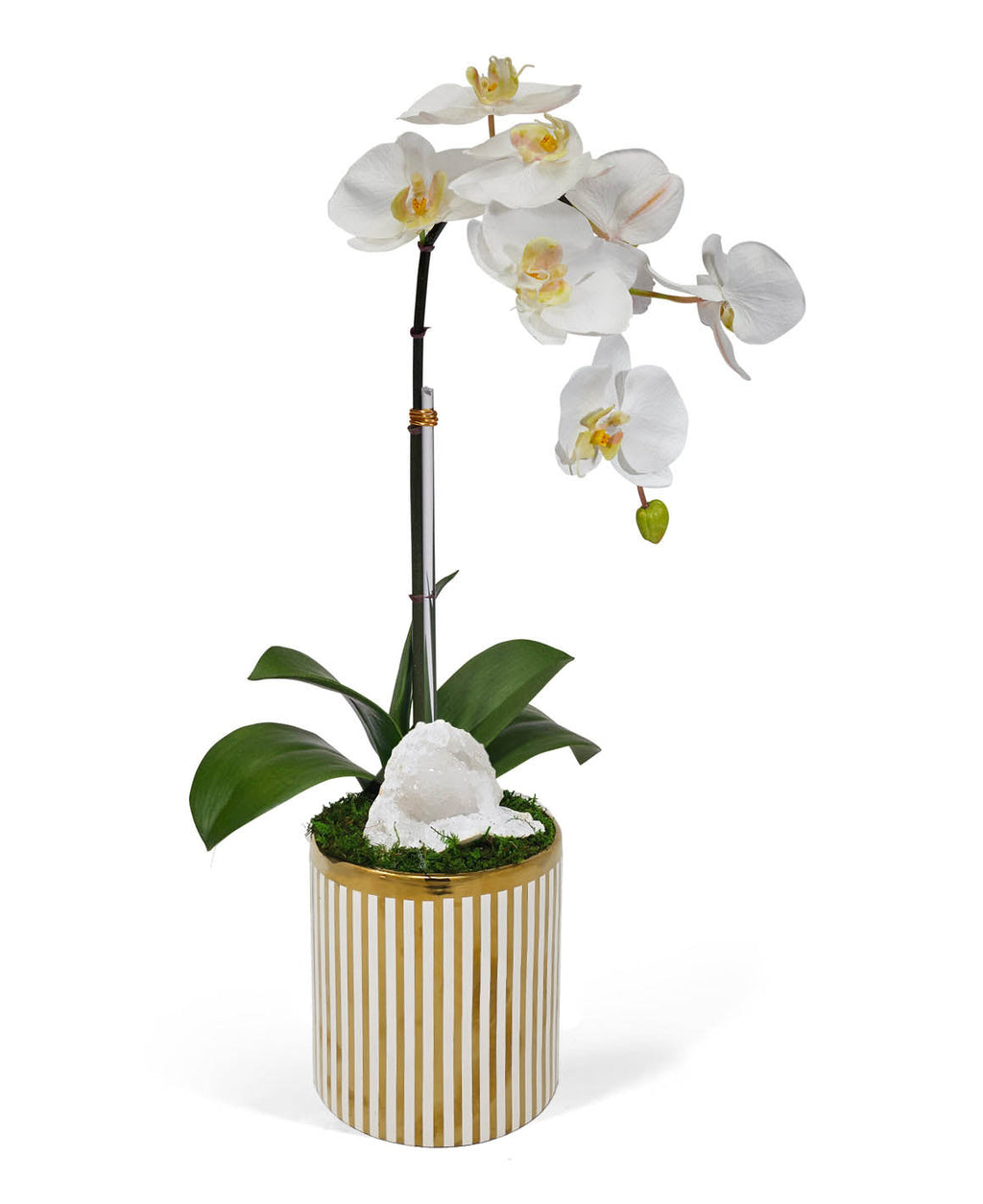 Single Orchid in White and Gold Container VivoPetal