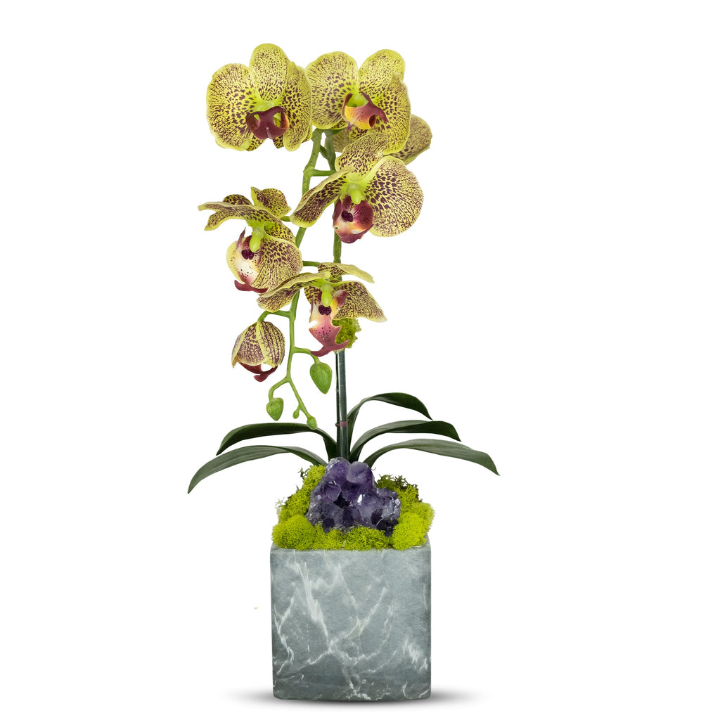 Single Orchid in Faux Marble Container VivoPetal