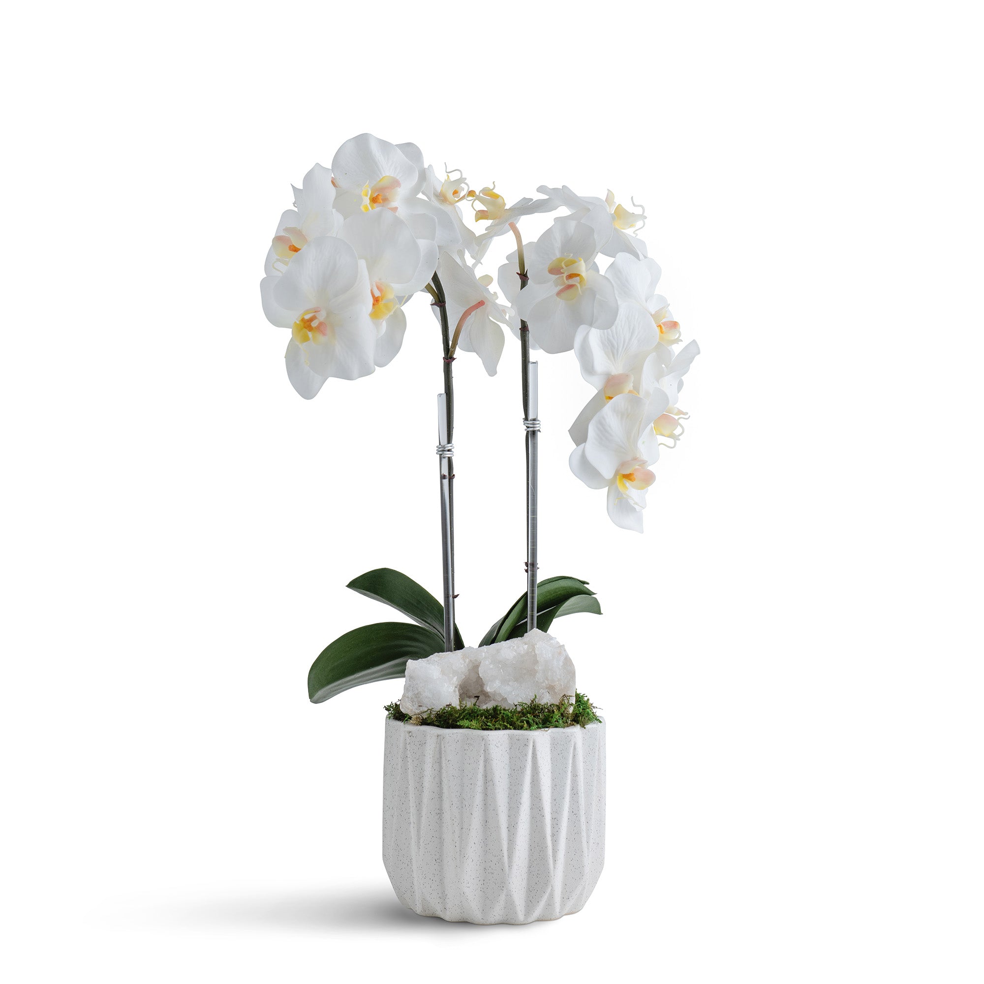 Double Orchid in Geometric Container VivoPetal