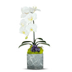 Single Orchid in Faux Marble Container VivoPetal