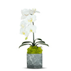 Single Orchid in Faux Marble Container VivoPetal