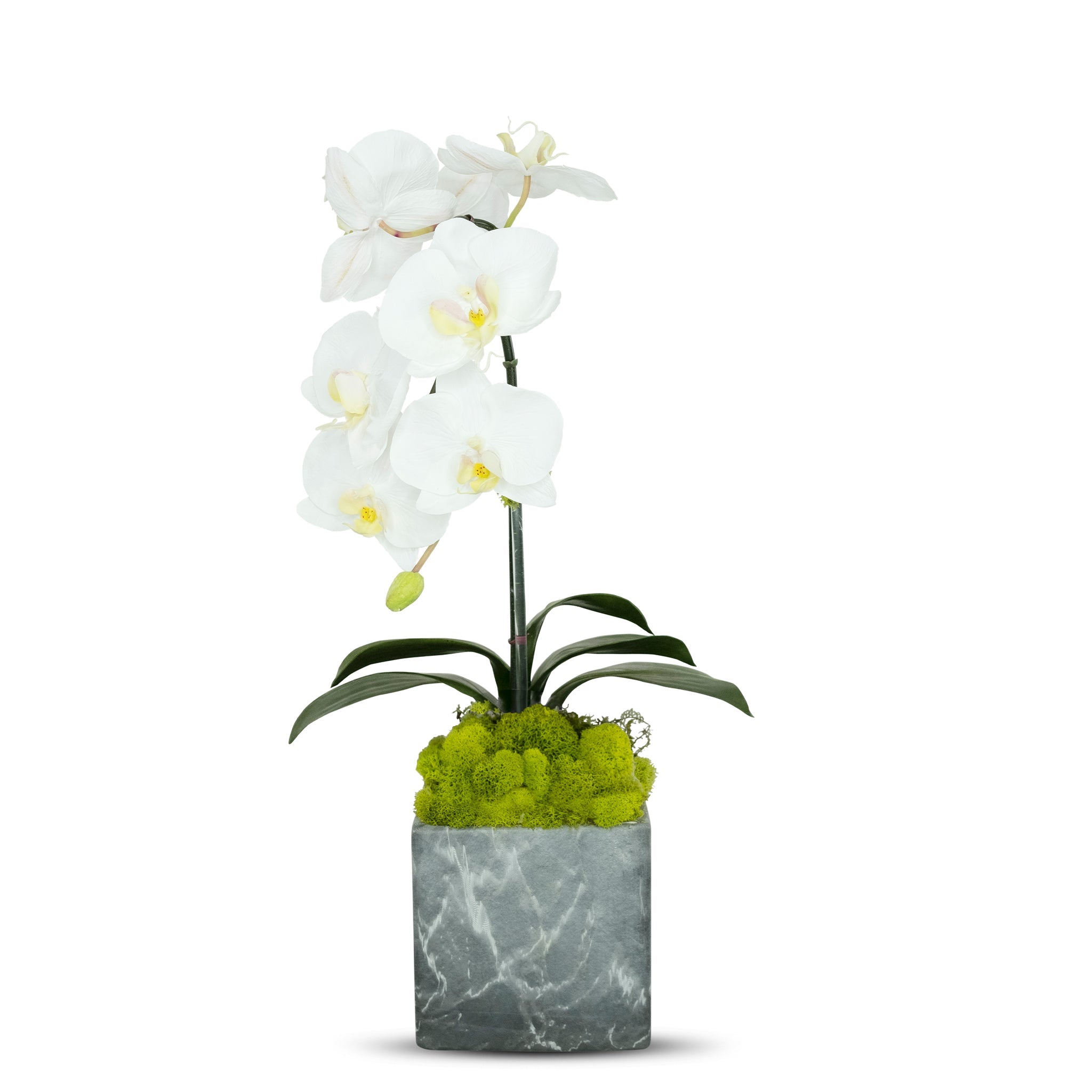 Single Orchid in Faux Marble Container VivoPetal