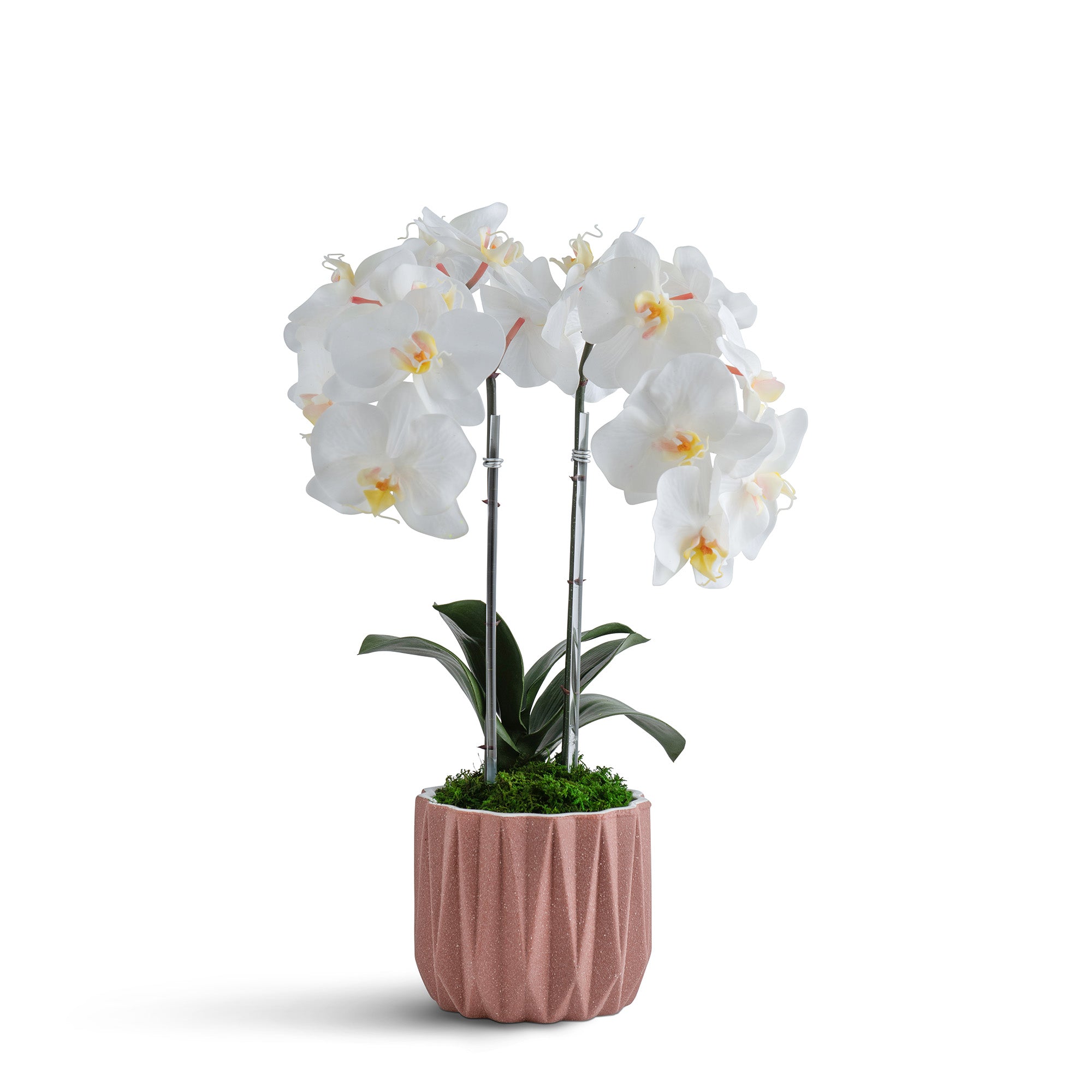 Double Orchid in Geometric Container VivoPetal