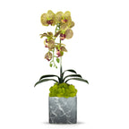 Single Orchid in Faux Marble Container VivoPetal