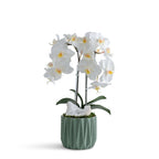 Double Orchid in Geometric Container VivoPetal