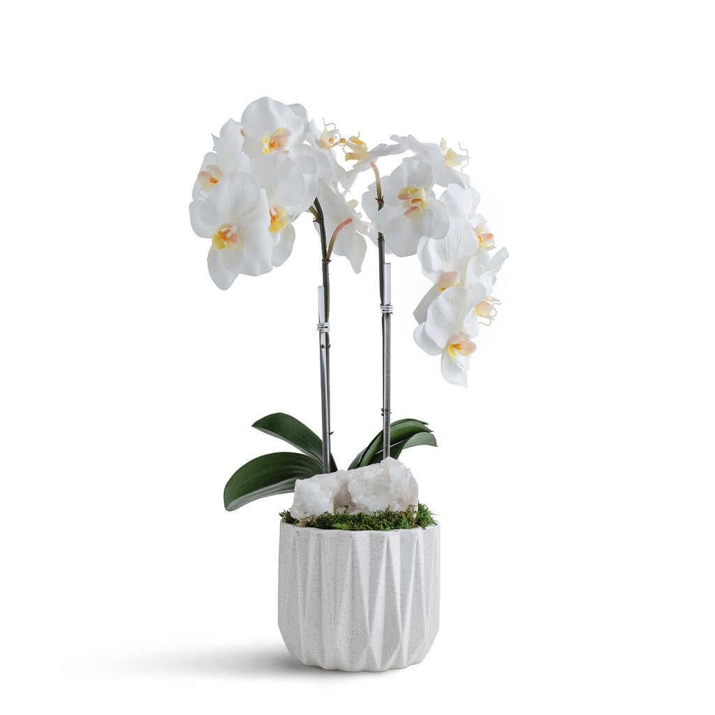 Double Orchid in Geometric Container VivoPetal