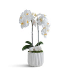 Double Orchid in Geometric Container VivoPetal