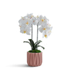 Double Orchid in Geometric Container VivoPetal