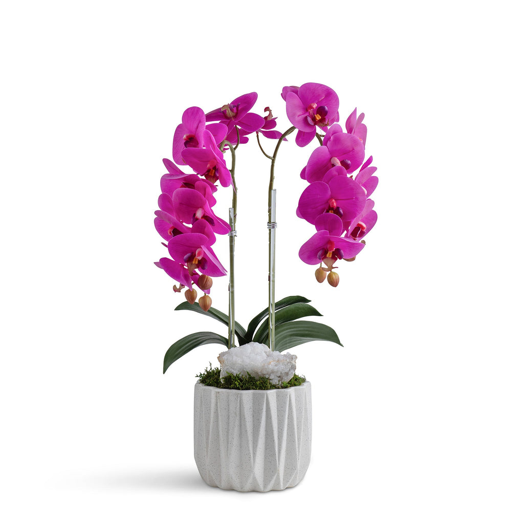 Double Orchid in Geometric Container VivoPetal
