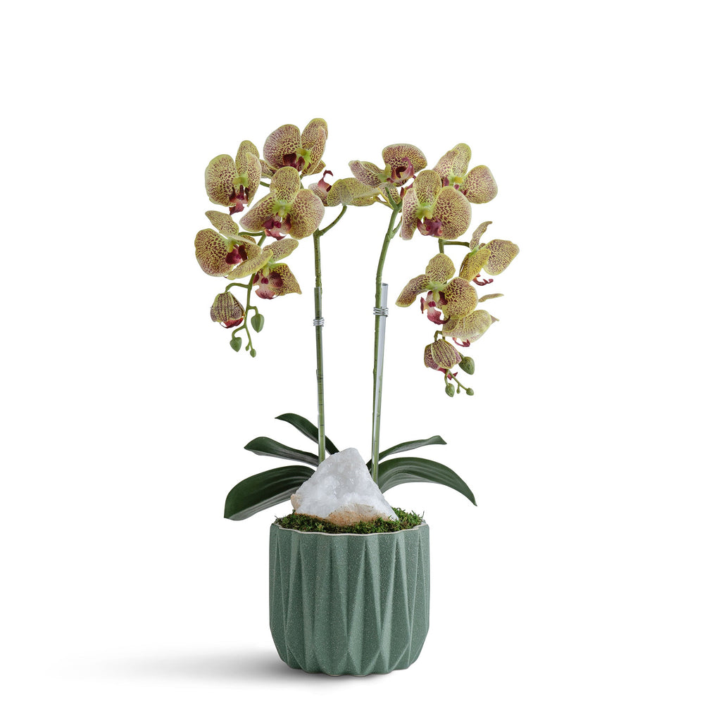 Double Orchid in Geometric Container VivoPetal