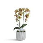 Double Orchid in Geometric Container VivoPetal