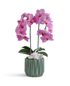 Double Orchid in Geometric Container VivoPetal