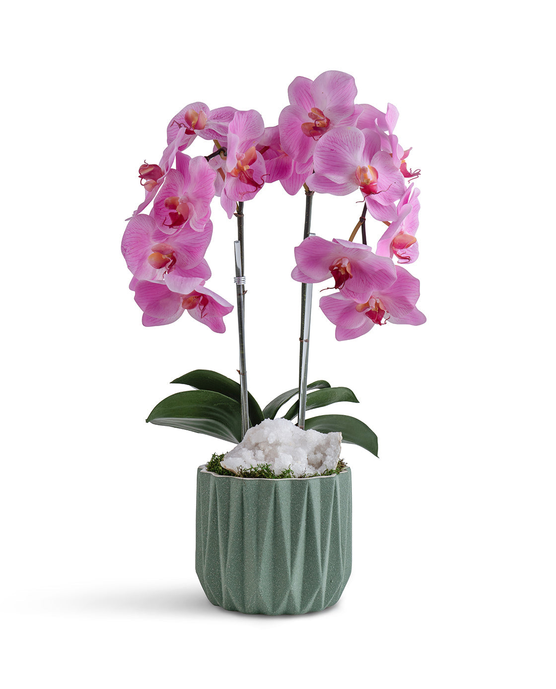 Double Orchid in Geometric Container VivoPetal