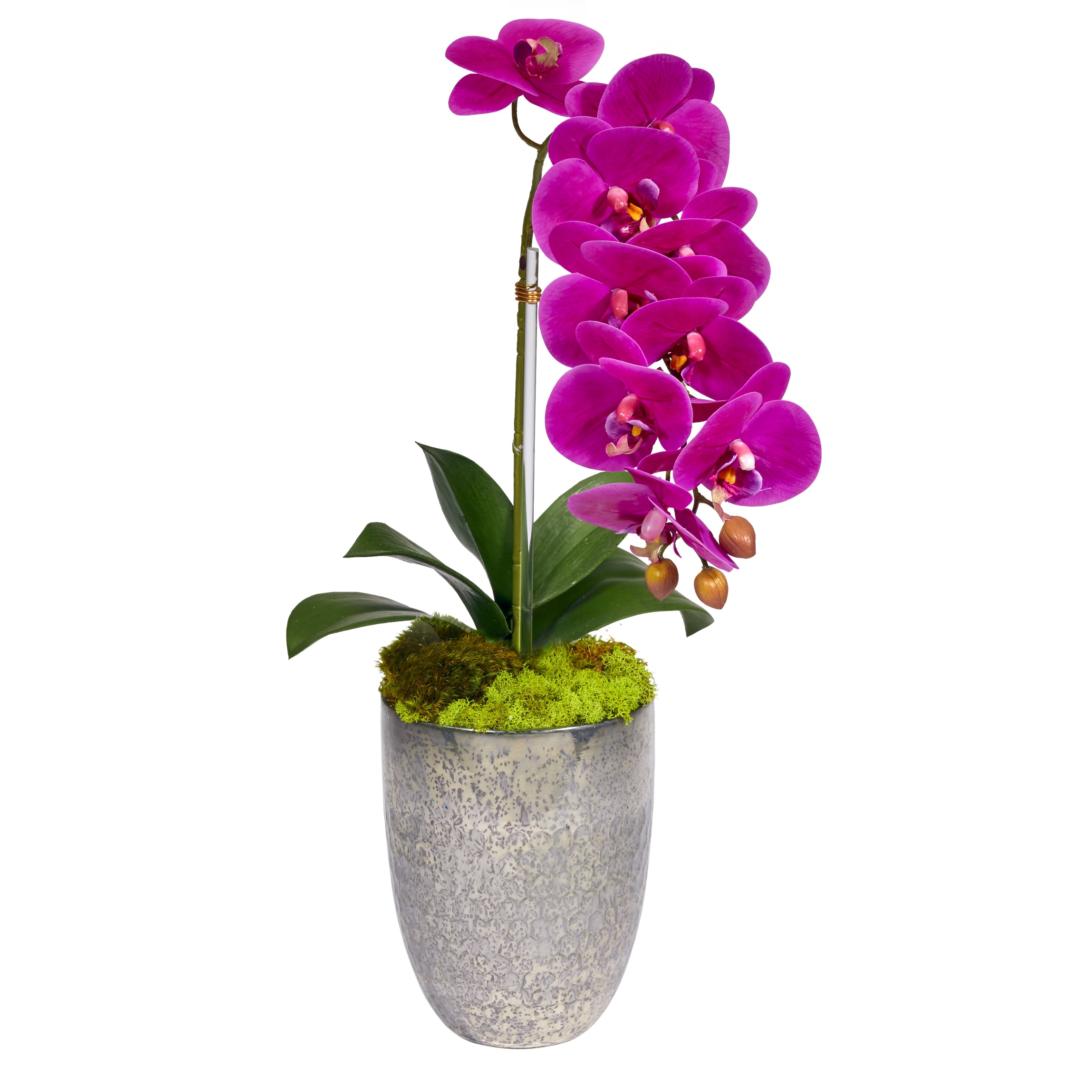 Single Orchid in Silver Vase