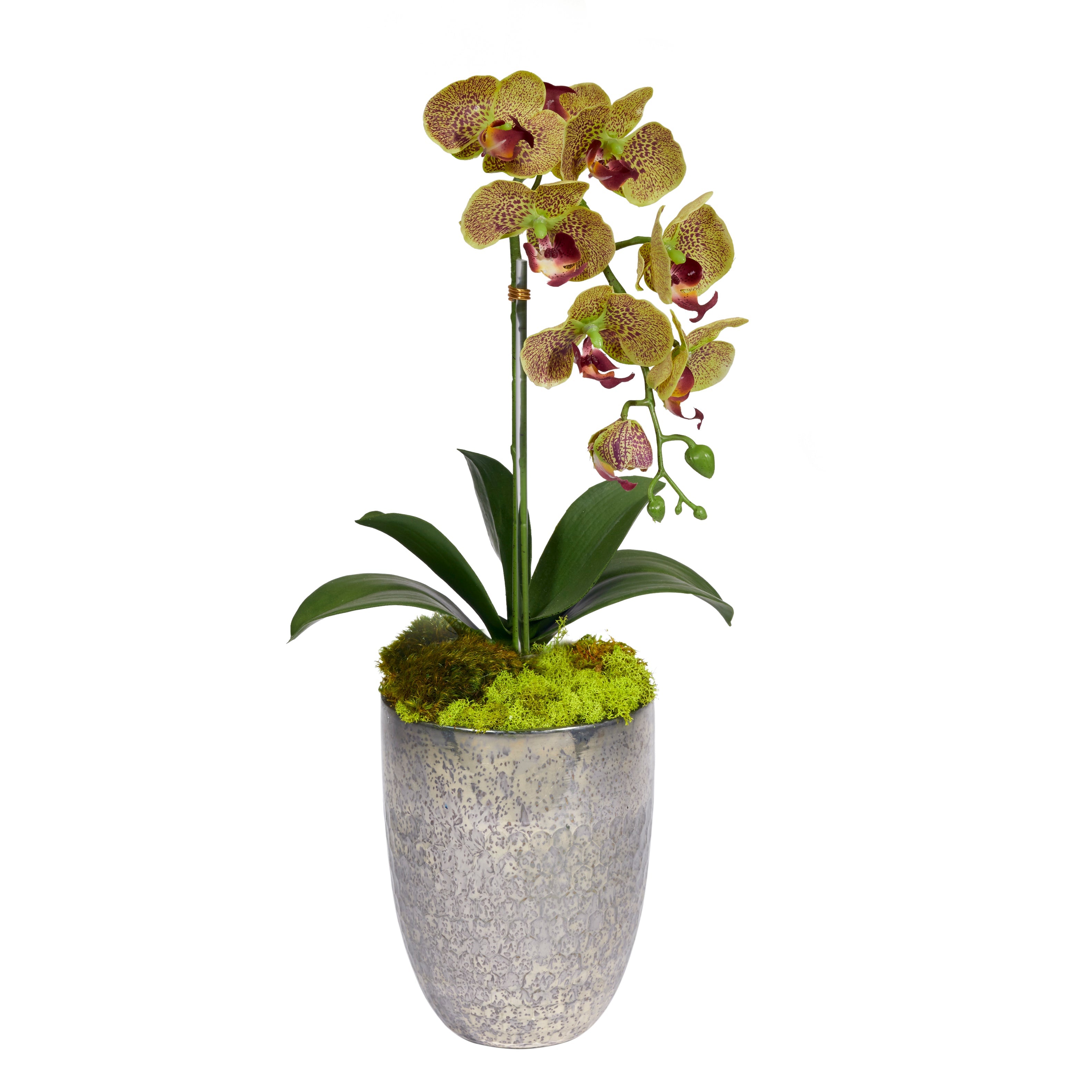 Single Orchid in Silver Vase