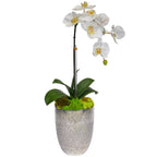 Single Orchid in Silver Vase